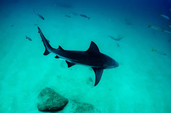 Бычья Акула Carcharhinus Fcas Рифы Кортесского Моря Тихий Океан Мексика — стоковое фото