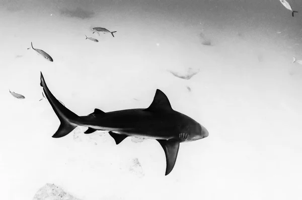 Boğa Köpekbalığı Carcharhinus Leucas Kayalık Deniz Cortez Pasifik Okyanusu Meksika — Stok fotoğraf