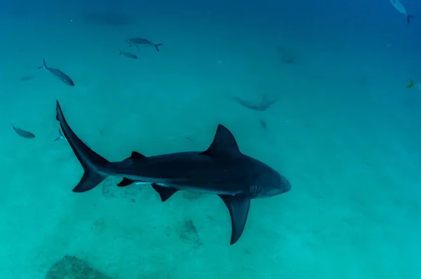 Bikacápa Carcharhinus Leucas Cortez Tengeren Csendes Óceán Zátonyok Mexikó — Stock Fotó