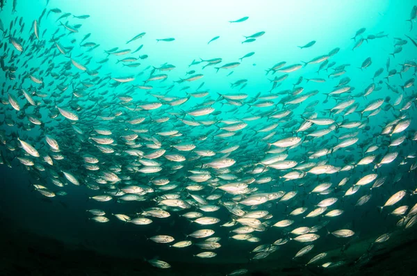 Olho Grande Trevally Jack Caranx Sexfasciatus Formando Uma Escola Polarizada — Fotografia de Stock