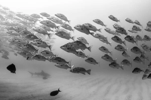 Bullenhai Carcharhinus Leucas Riffe Des Cortez Meeres Des Pazifischen Ozeans — Stockfoto