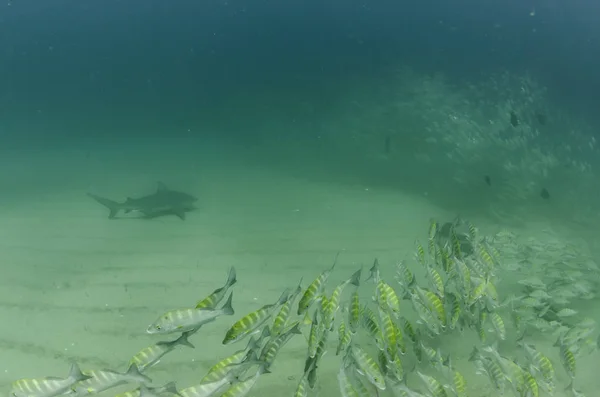 Bull Shark Carcharhinus Leucas Rafy Koralowe Morza Corteza Oceanu Spokojnego — Zdjęcie stockowe