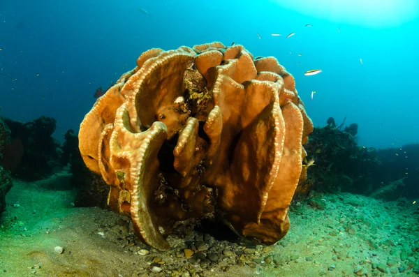 Coral Reef Ląd Morze Corteza Miasto Gmina Meksyku Stanie Baja — Zdjęcie stockowe