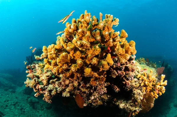 Coral Reef Scenics Sea Cortez Baja California Sur Mexico — Stock Photo, Image