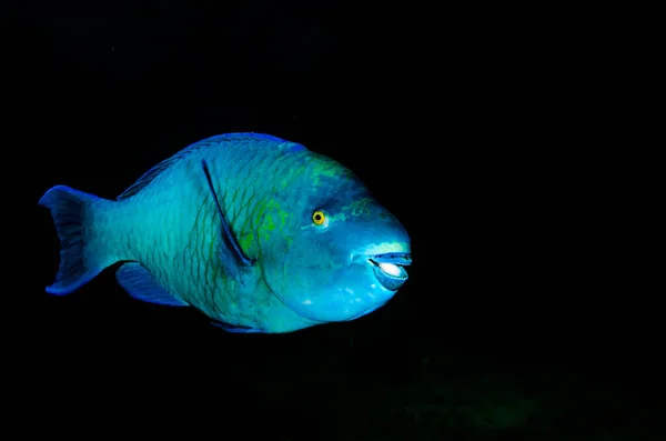 Parrotfish Σίτιση Ναυάγιο Υφάλους Της Θάλασσας Του Κορτέζ Ειρηνικό Ωκεανό — Φωτογραφία Αρχείου