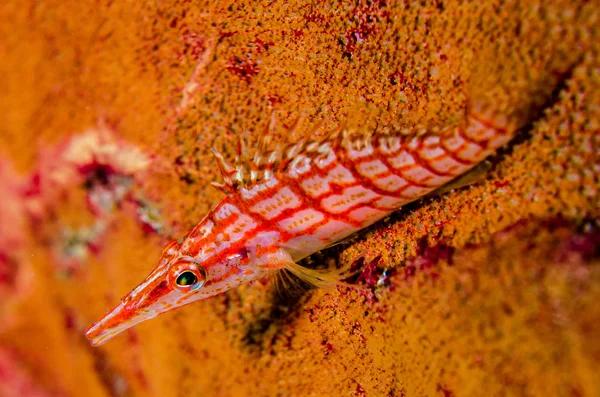 Revet Fiskar Från Havet Cortez Mexiko — Stockfoto