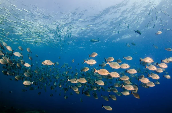 Revet Fiskar Från Havet Cortez Mexiko — Stockfoto