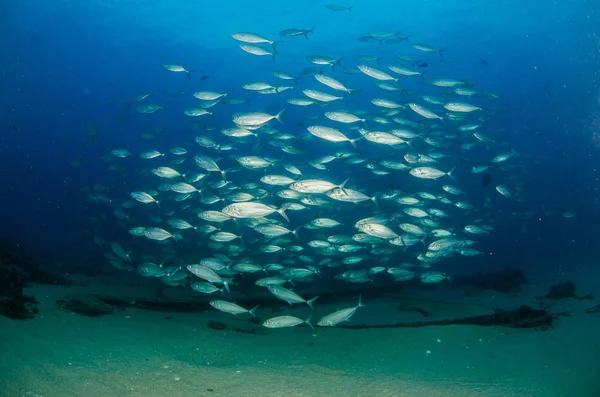 Velké Oko Trevally Jack Caranx Sexfasciatus Tvořící Polarizované Školy Návnady — Stock fotografie