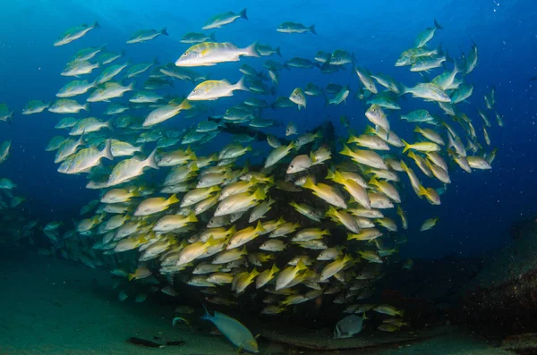 Yellow Snapper Lutjanus Argentiventris Forming School Shipwreck Reefs Sea Cortez — Stock Photo, Image