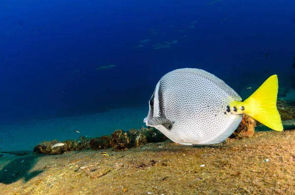 Prionurus Punctatus Yellowtail Surgeonfish Reefs Sea Cortez Pacific Ocean Cabo — Stock Photo, Image