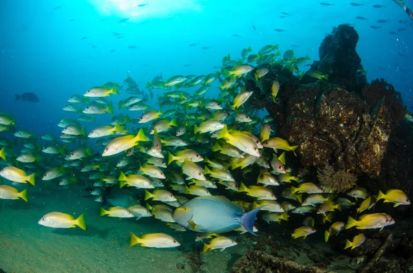 黄色鲷鱼 Argentiventris 形成一所学校在沉船 海礁的奎 太平洋 墨西哥 Pulmo 下加利福尼亚 他把它命名为世界水族馆 — 图库照片