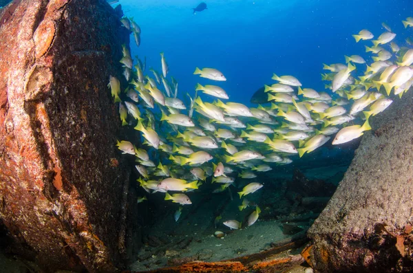 Yellow Snapper Lutjanus Argentiventris Forming School Shipwreck Reefs Sea Cortez — Stock Photo, Image