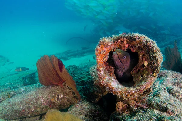 Panamic Green Moray Eel Gymnothorax Castaneus Boca Abierta Descansando Los —  Fotos de Stock