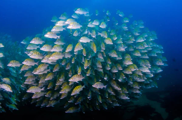 Graybar Grunt Haemulon Sexfasciatus Een School Een Schipbreuk Riffen Van — Stockfoto