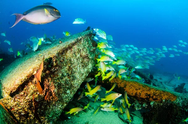 Жовтий Snapper Lutjanus Argentiventris Утворюючи Школу Корабельної Аварії Рифи Море — стокове фото