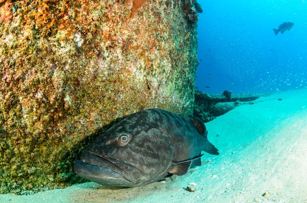 Duże Grouper Zatoki Mycteroperca Jordana Odpoczynek Raf Morza Corteza Oceanu — Zdjęcie stockowe