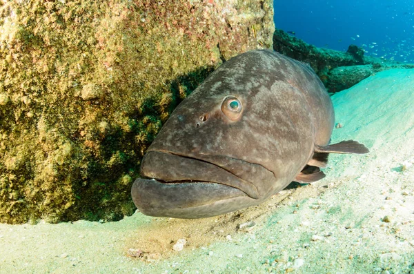 Big Gulf Grouper Mycteroperca Jordani Descansando Nos Recifes Mar Cortez — Fotografia de Stock