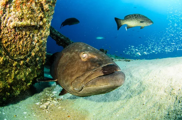 Big Gulf Grouper Mycteroperca Jordani Resting Reefs Sea Cortez Pacific — Stock Photo, Image