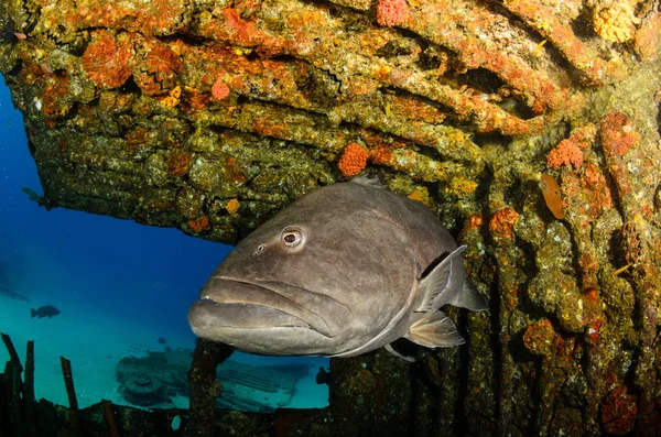 Duże Grouper Zatoki Mycteroperca Jordana Odpoczynek Raf Morza Corteza Oceanu — Zdjęcie stockowe