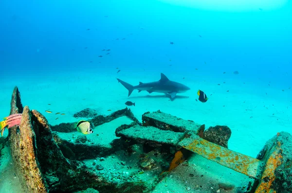 Bull Shark Carcharhinus Leucas Útesy Moři Cortez Tichého Oceánu Mexiko — Stock fotografie