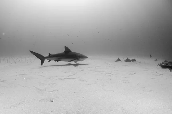 Tiburón Toro Carcharhinus Leucas Arrecifes Del Mar Cortés Océano Pacífico —  Fotos de Stock