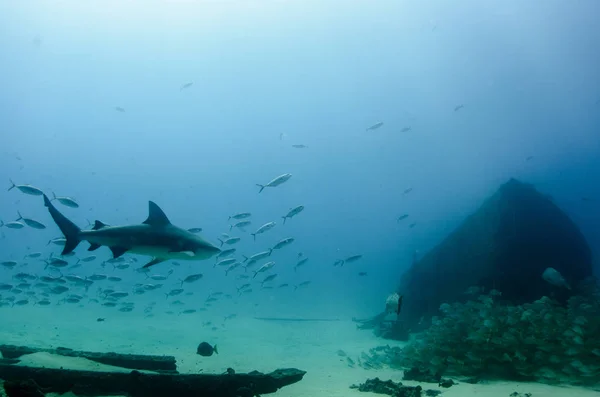 Boğa Köpekbalığı Carcharhinus Leucas Kayalık Deniz Cortez Pasifik Okyanusu Meksika — Stok fotoğraf