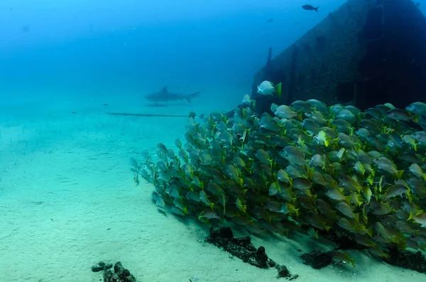 Bull Shark Carcharhinus Leucas Υφάλους Της Θάλασσας Του Κορτέζ Ειρηνικό — Φωτογραφία Αρχείου