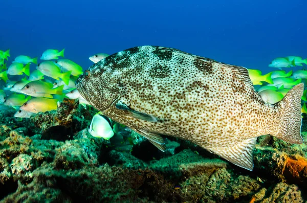 Leopard Sügér Mycteroperca Rosacea Korall Képződés Zátonyok Cortez Tengeren Cabo — Stock Fotó
