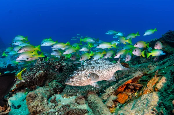 Cortez Deniz Resifleri Gelen Mercan Oluşumunda Leopar Orfoz Mycteroperca Rosacea — Stok fotoğraf