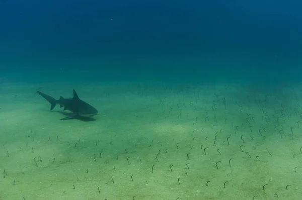 Bull Shark Carcharhinus Leucas Υφάλους Της Θάλασσας Του Κορτέζ Ειρηνικό — Φωτογραφία Αρχείου