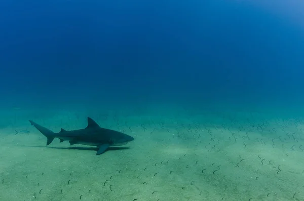 公牛鲨鱼 Carcharhinus Leucas 太平洋的海洋的珊瑚礁 墨西哥 — 图库照片