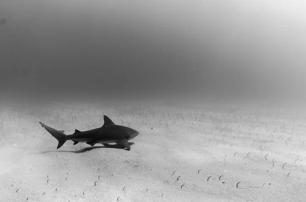 Boğa Köpekbalığı Carcharhinus Leucas Kayalık Deniz Cortez Pasifik Okyanusu Meksika — Stok fotoğraf