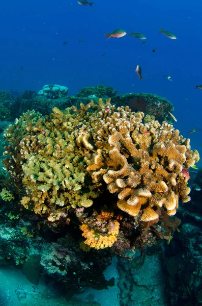 Korálový Útes Scénický Moře Cortez Baja California Sur Mexiko — Stock fotografie