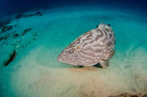 大湾石斑鱼 Mycteroperca Jordani 栖息在太平洋海洋的海礁 墨西哥加利福尼亚州 Pulmo 国家公园 世界水族馆 — 图库照片