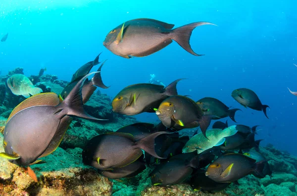 Acanthurus Xanthopterus Pinna Gialla Pesce Chirurgo Viola Naufragio Scogliere Del — Foto Stock