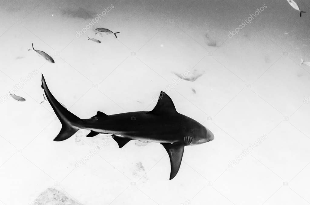 Bull Shark (Carcharhinus leucas). reefs of the Sea of Cortez, Pacific ocean. Mexico.