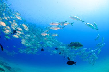 Büyük göz Trevally bir polarize okul, yem top ya da kasırga şekillendirme Jack, (Caranx sexfasciatus). Cabo Pulmo Milli Parkı, dünyanın akvaryum. Baja California Sur, Meksika.