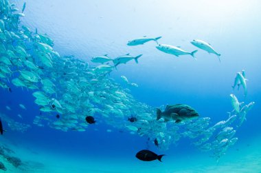 Büyük göz Trevally bir polarize okul, yem top ya da kasırga şekillendirme Jack, (Caranx sexfasciatus). Cabo Pulmo Milli Parkı, dünyanın akvaryum. Baja California Sur, Meksika.