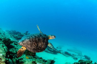 Deniz kaplumbağası resifleri Cabo Pulmo Milli Parkı, dünyanın akvaryum, içinde. Baja California Sur, Meksika.