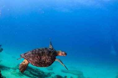 Deniz kaplumbağası resifleri Cabo Pulmo Milli Parkı, dünyanın akvaryum, içinde. Baja California Sur, Meksika.