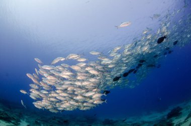 Büyük göz Trevally bir polarize okul, yem top ya da kasırga şekillendirme Jack, (Caranx sexfasciatus). Cabo Pulmo Milli Parkı, dünyanın akvaryum. Baja California Sur, Meksika.