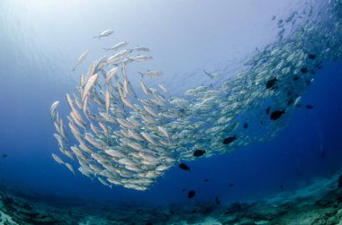 Büyük göz Trevally bir polarize okul, yem top ya da kasırga şekillendirme Jack, (Caranx sexfasciatus). Cabo Pulmo Milli Parkı, dünyanın akvaryum. Baja California Sur, Meksika.
