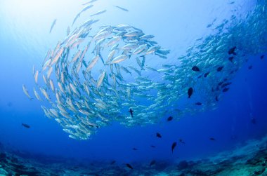 Büyük göz Trevally bir polarize okul, yem top ya da kasırga şekillendirme Jack, (Caranx sexfasciatus). Cabo Pulmo Milli Parkı, dünyanın akvaryum. Baja California Sur, Meksika.