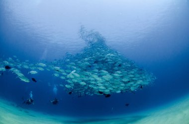 Büyük göz Trevally bir polarize okul, yem top ya da kasırga şekillendirme Jack, (Caranx sexfasciatus). Cabo Pulmo Milli Parkı, dünyanın akvaryum. Baja California Sur, Meksika.