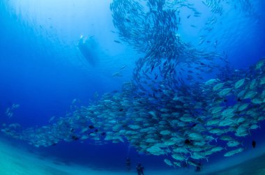 Büyük göz Trevally bir polarize okul, yem top ya da kasırga şekillendirme Jack, (Caranx sexfasciatus). Cabo Pulmo Milli Parkı, dünyanın akvaryum. Baja California Sur, Meksika.