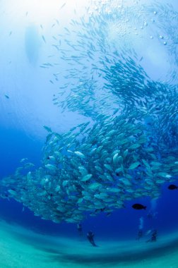 Büyük göz Trevally bir polarize okul, yem top ya da kasırga şekillendirme Jack, (Caranx sexfasciatus). Cabo Pulmo Milli Parkı, dünyanın akvaryum. Baja California Sur, Meksika.