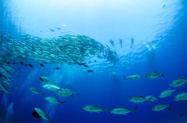 Büyük göz Trevally bir polarize okul, yem top ya da kasırga şekillendirme Jack, (Caranx sexfasciatus). Cabo Pulmo Milli Parkı, dünyanın akvaryum. Baja California Sur, Meksika.