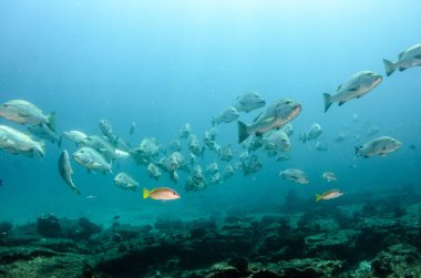 Büyük köpek trevally, avcılık balığı (Lutjanus novemfasciatus), resifleri deniz Cortez, Pasifik Okyanusu. Cabo Pulmo Milli Parkı, Baja California Sur, Meksika. Dünyanın akvaryum.