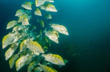 Graybar er (Haemulon sexfasciatus), bir gemi enkazı, resifleri deniz Cortez, Pasifik Okyanusu, bir okulda şekillendirme. Cabo Pulmo, Baja California Sur, Meksika. Cousteau dünya akvaryum adlı.