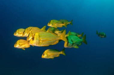 Panamic porkfish (Anisotremus taeniatus), okul, baitball veya fırtına, deniz Cortez renkli sarı balık. Cabo Pulmo, Baja California Sur, Meksika. Cousteau dünya akvaryum adlı.